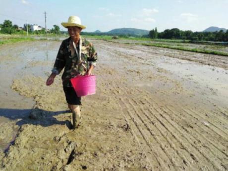 吉安县开展灾后水稻补种