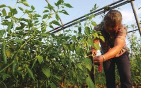 安福县指导农民灾后恢复蔬菜生产