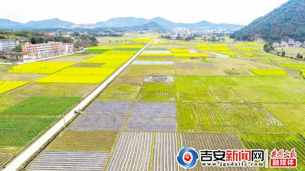 峡江县金江乡油菜花盛开
