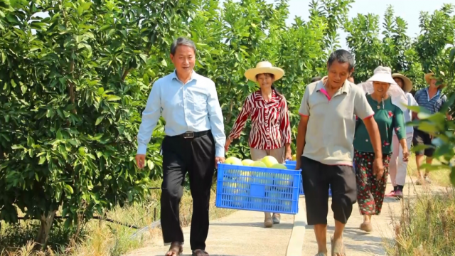 喜迎二十大丨振兴路上，蜜柚飘香